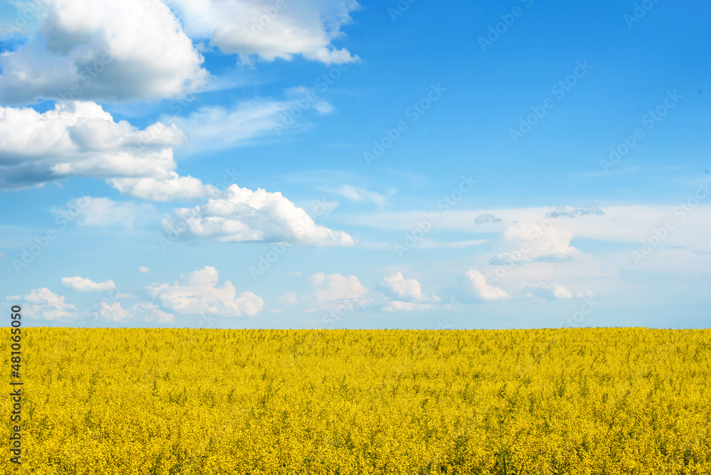 a beautiful yellow rapeseed field against a background of blue sky and clouds