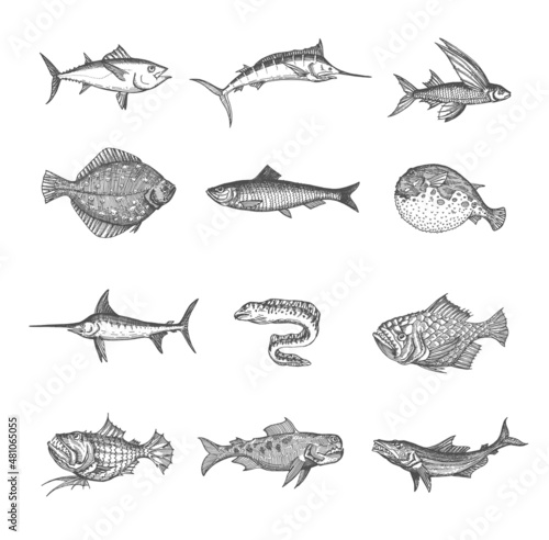 Sea and ocean isolated fish vector sketches. Tuna, blue marlin, anglerfish and puffer fish, flounder, herring and moray eel, flying gurnard, perch and swordfish, isolated hand drawn monster animals