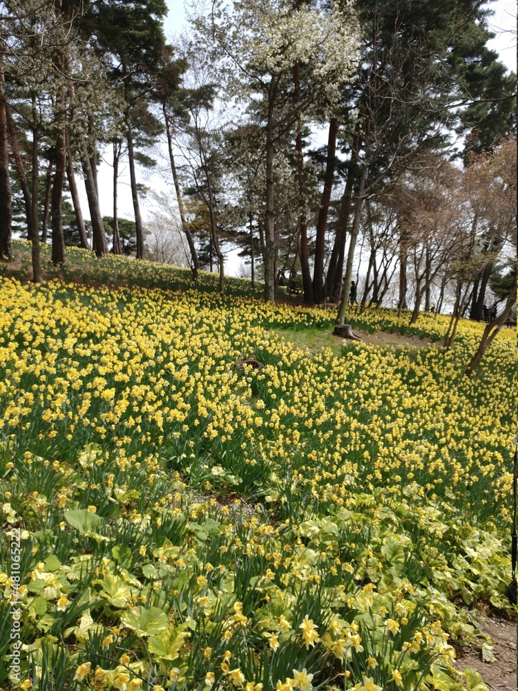 Obraz premium daffodil