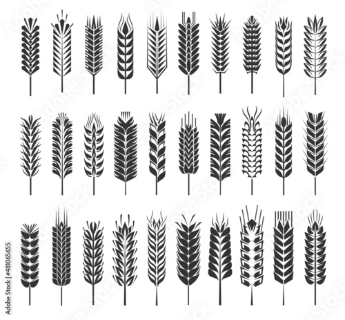 Wheat, rye, barley, rice, millet cereal ear or spike. Vector grain stalks, corn, crop icons. Flour and baking bread ingredient, isolated monochrome symbols of bakery and agriculture