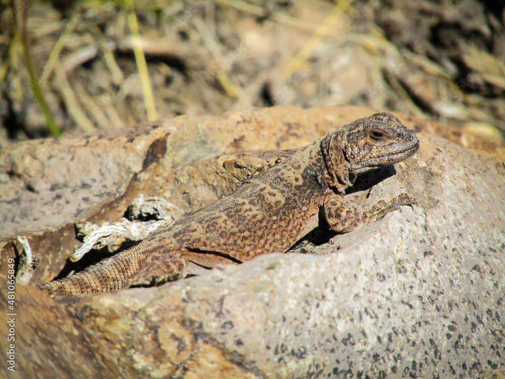 Reptil en montaña Reptil en montaña