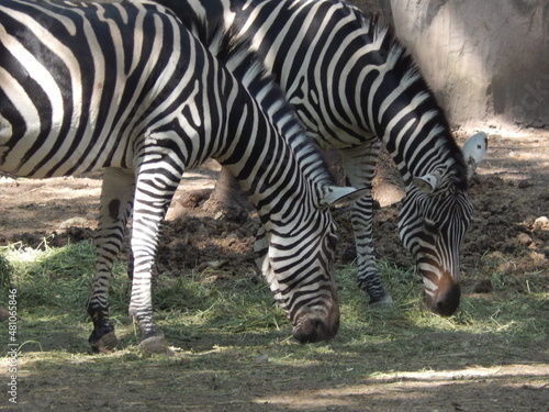 zebra africana