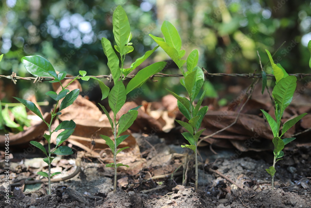 Obraz premium ¡Dando vida a la tierra!