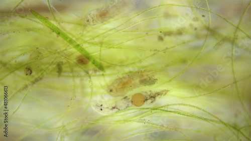 The movement of organisms among algae under a microscope. Copepoda, Ciliophora, worm, larva photo