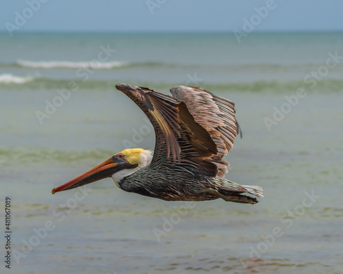 brown pelican on the beach