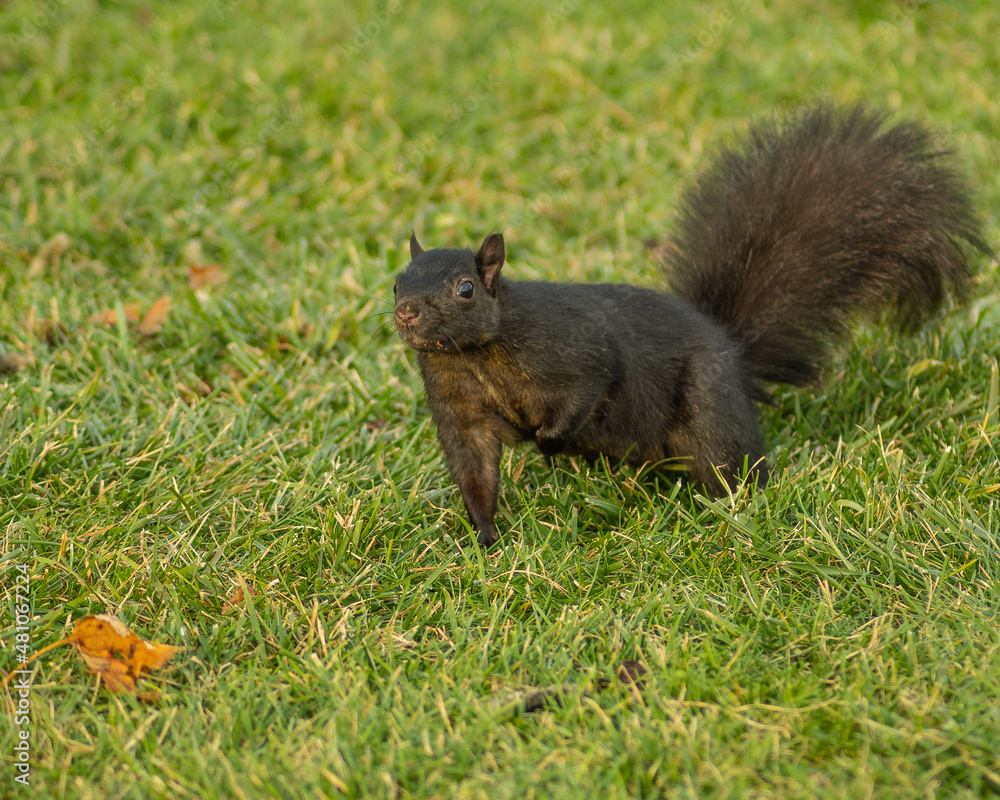 squirrel eating nut squirrel eating nut
