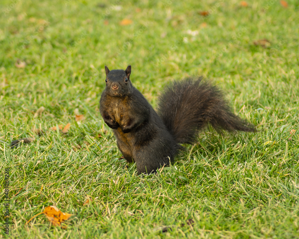 squirrel in the grass