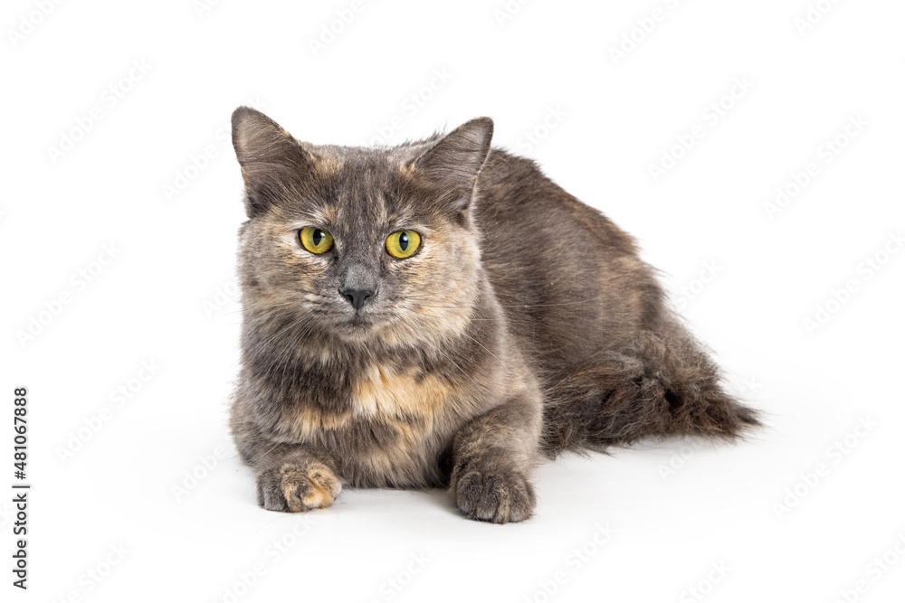 Obraz premium Tortie Coat Cat Lying Down on White