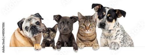 Photography Rescue Dogs and Cats Paws Over White Banner