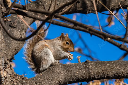 Portrait of a gray squirrel (sciurus carolinensis) on a branch while eating a nut photo