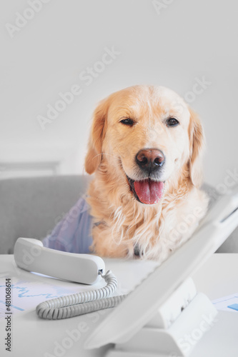 Cute business dog working i...