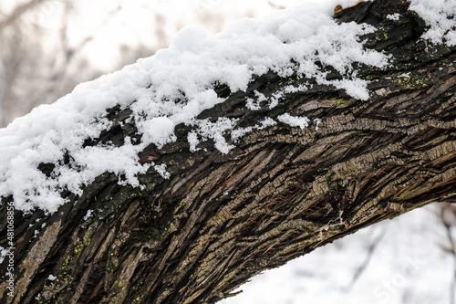 Tree trunk covered with snow photo