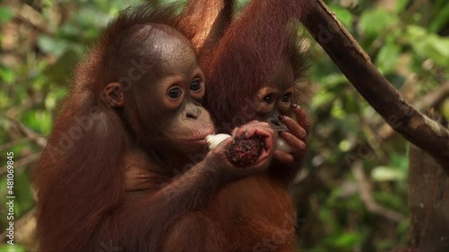 Two baby Orangutans eating fruit together. photo