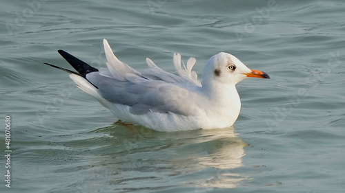Brown-headed gull