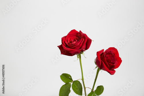 Fototapeta Naklejka Na Ścianę i Meble -  Red Roses on White