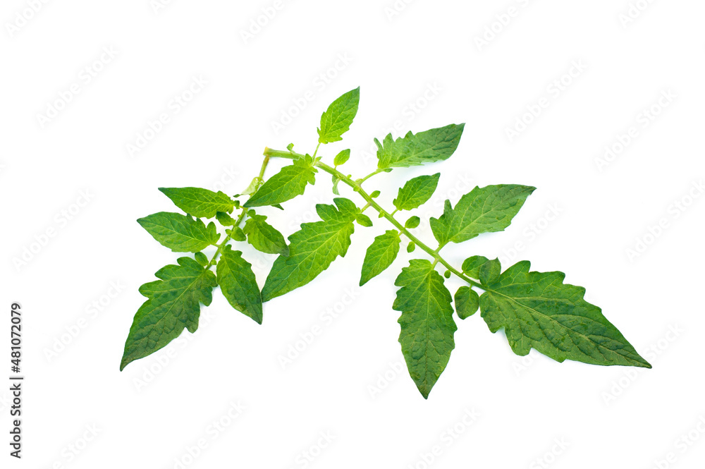 Green tomato leaves isolated on white background. Green tomato leaves isolated on white background.