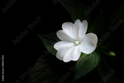 Close-up of New Guinea Impatiens, pure white flower is blooming on a dark background with copy space for text.