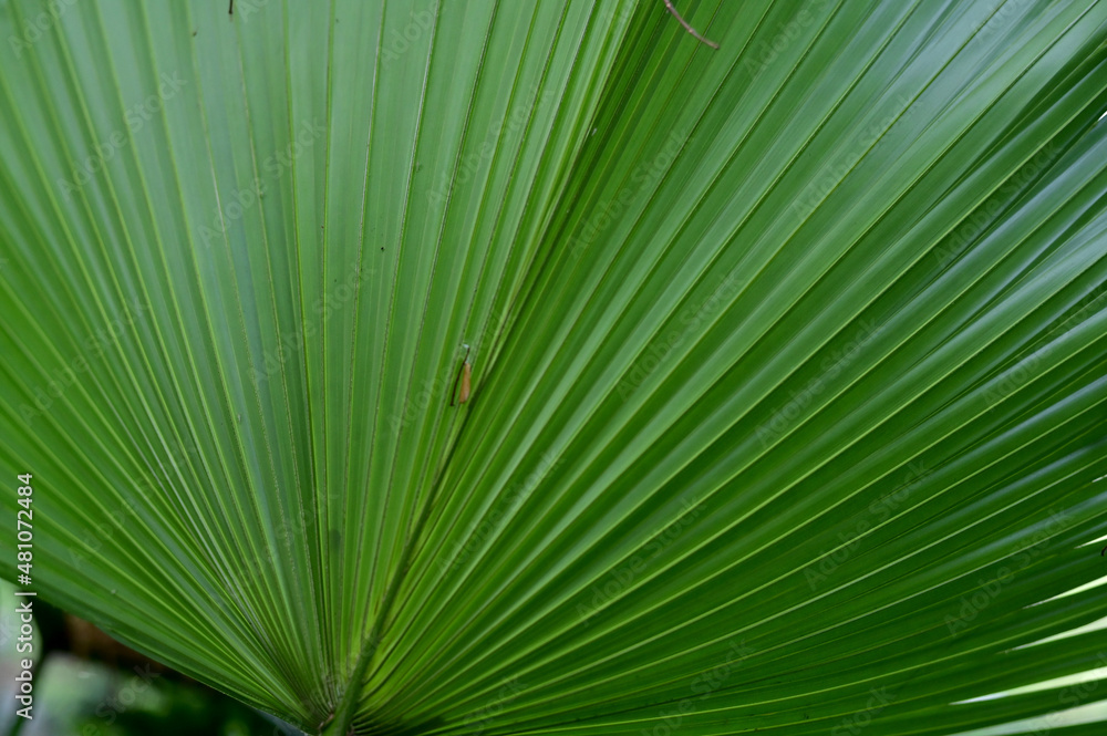 Close-up of Nature view of green leaves on blurred greenery background in forest. Focus on leaf and shallow depth of field. Close-up of Nature view of green leaves on blurred greenery background in forest. Focus on leaf and shallow depth of field.