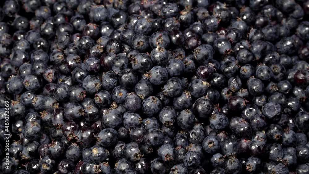 Fresh serviceberries background rotation. Close up of serviceberries. Loop motion Fresh serviceberries background rotation. Close up of serviceberries. Loop motion