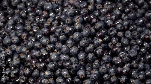 Fresh serviceberries background rotation. Close up of serviceberries. Loop motion