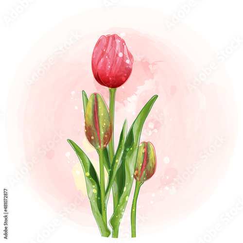 Tulips watercolor clipart illustration with pink background.