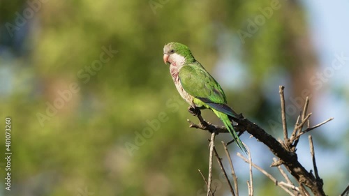Profile shot of an exhausted monk parakeet, myiopsitta monachus covered in dirt perched up high on the tree branch and wondering around under beautiful sunlight against green forest background. photo