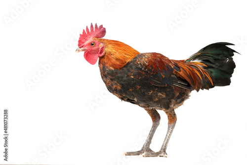 Red crested chicken on a white background.