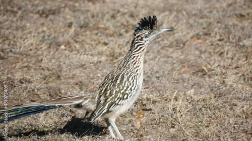 A roadrunner runs and puffs up its head feathers photo
