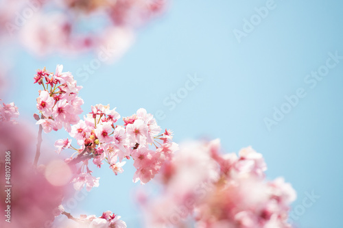 桜
