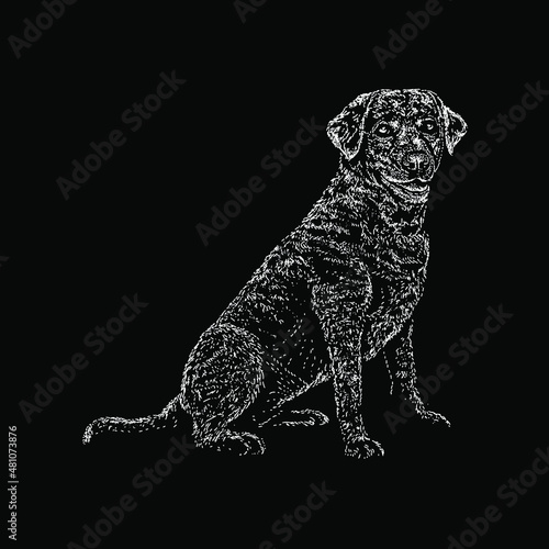 labahoula dog breed hand drawing vector illustration isolated on black background