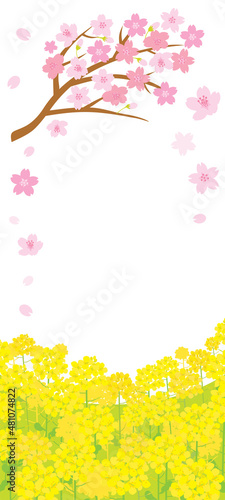春の桜と菜の花の風景イラスト