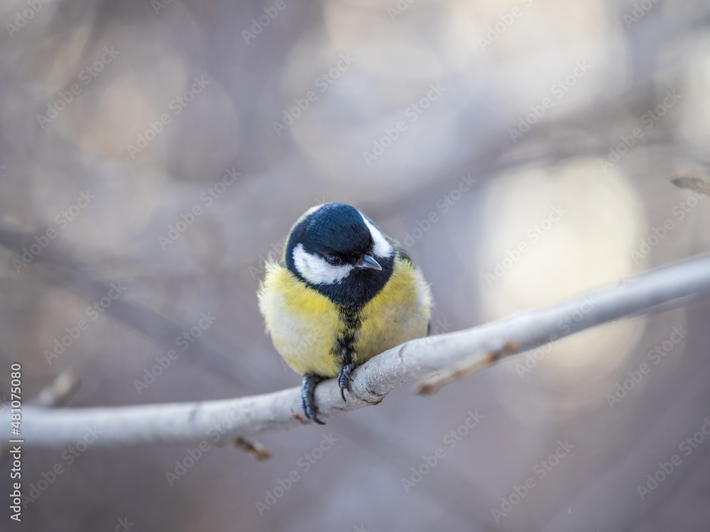 Obraz premium Cute bird Great tit, songbird sitting on a branch without leaves in the autumn or winter.
