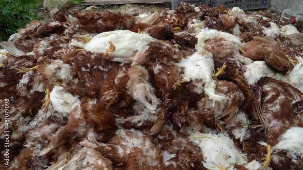 Close-up of a pile of dead chickens. Close-up of a pile of dead chickens.