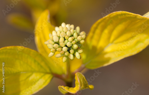 dogwood at the beginning of flowering