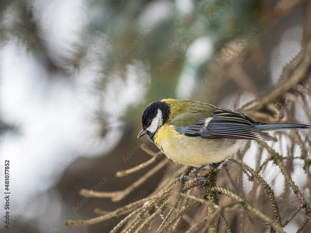 Fototapeta premium Cute bird Great tit, songbird sitting on the fir branch