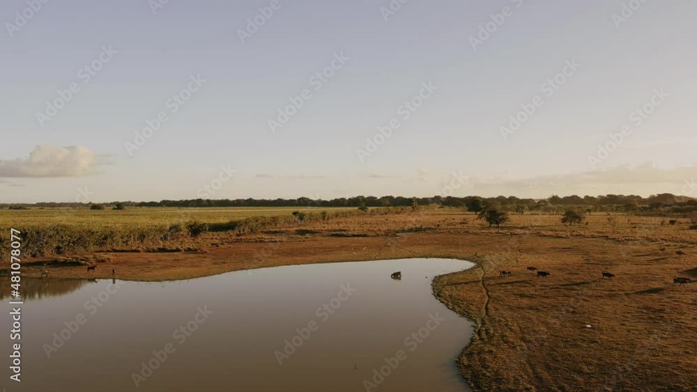 Wild horses and herd of cows grazing on Altagracia lagoon banks, Higuey. Aerial backward Wild horses and herd of cows grazing on Altagracia lagoon banks, Higuey. Aerial backward