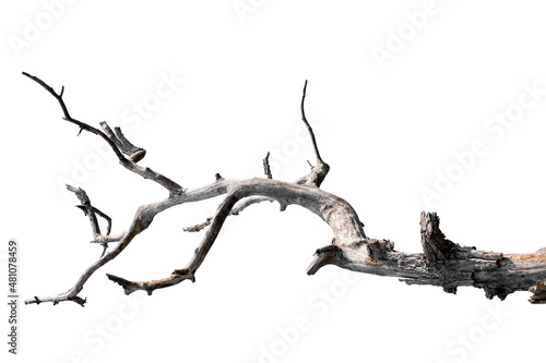 Fototapeta dry branches, isolated on white background