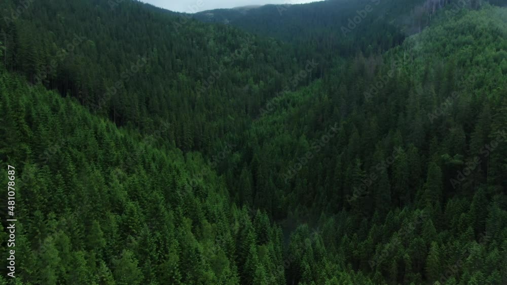 Drone shot of the majestic forests of the Carpathians. Drone shot of the majestic forests of the Carpathians.