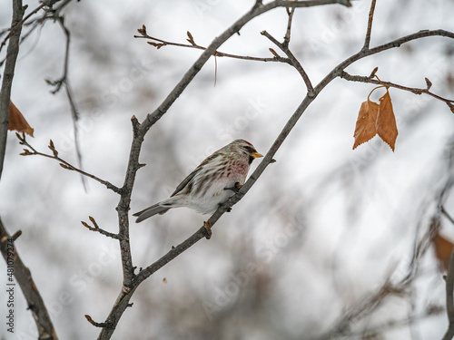 Common redpoll female, cute bird with bright red patch on its forehead sits on tree branch without leaves in winter