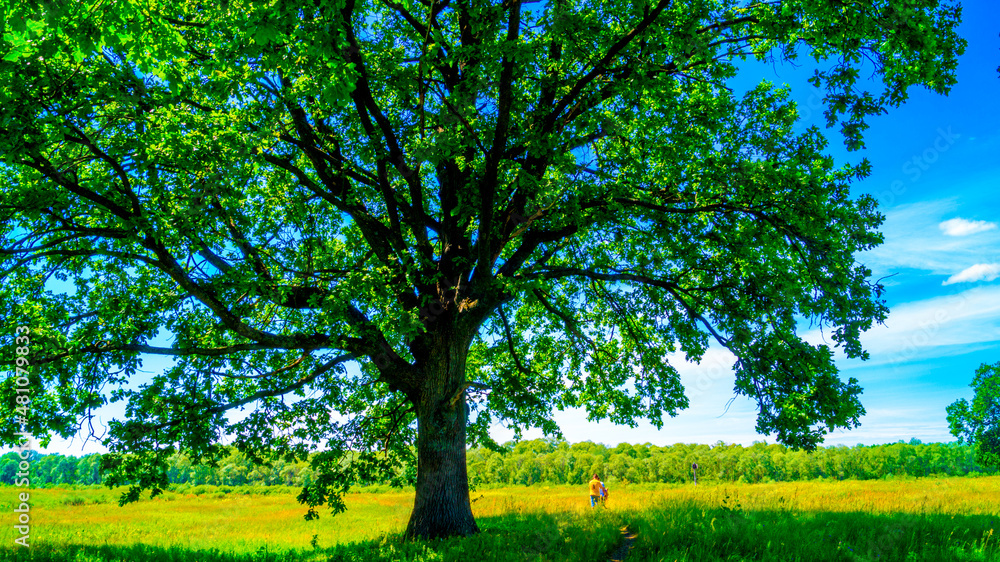 Obraz premium Big green tree in a field