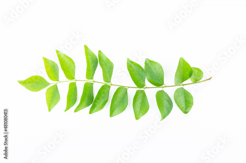 Fresh green curry leaves (Murraya Koenigii or Bergera Koenigii) isolated on white  background. photo