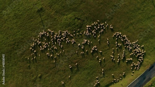 Summer evening aerial top down view of hundreds of white sheep grazing on a meadow in Sihla,  Slovakia. Drone camera is zooming out. Sheep form a cloud shape. photo