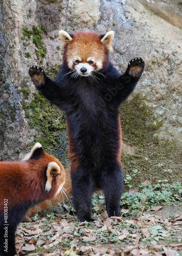 standing red panda