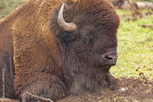 Large male buffalo bison resting on the field.