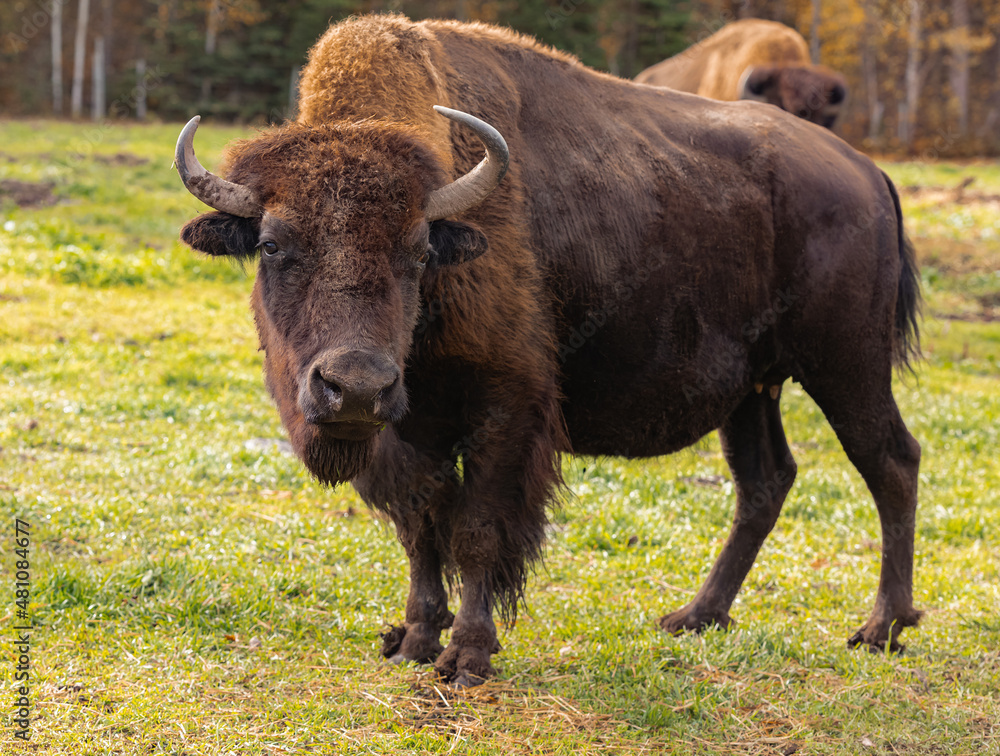 Bison looking at the camera. Female bison in the field