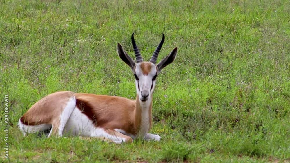African antelope springbuck lying in the grass HD 30fps African antelope springbuck lying in the grass HD 30fps