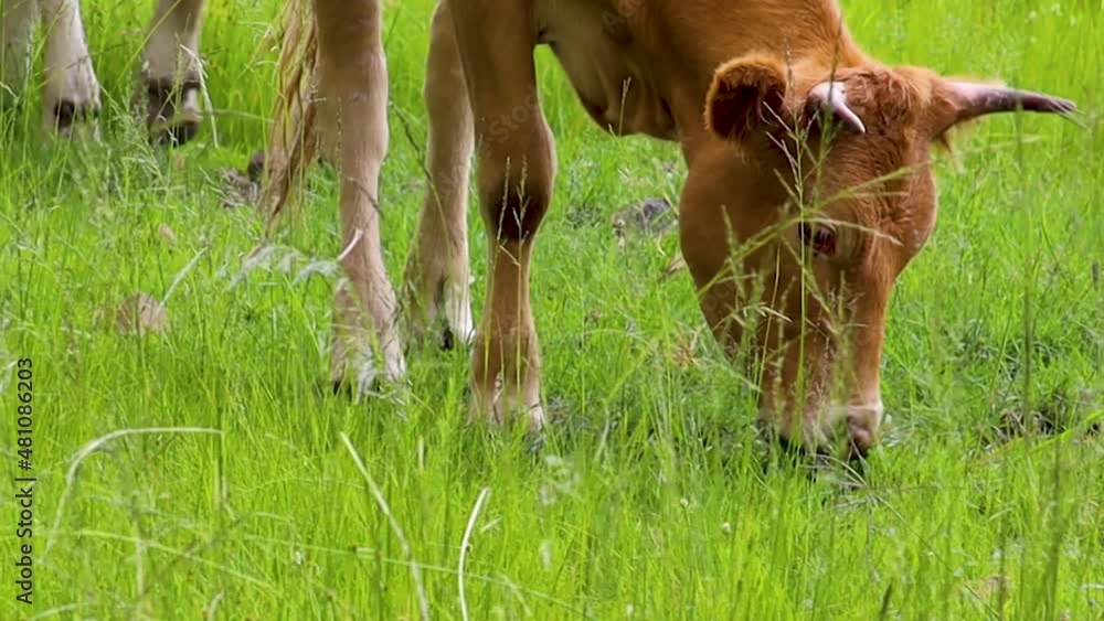 Semi close up shot of cow eating green grass 4k 24fps Semi close up shot of cow eating green grass 4k 24fps