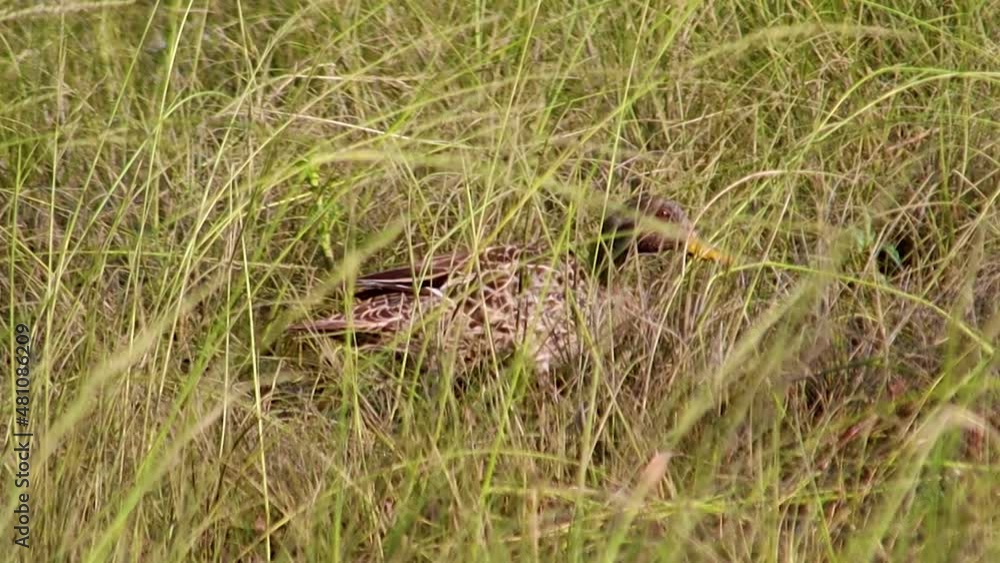 Duck browsing through grass HD 30fps Duck browsing through grass HD 30fps