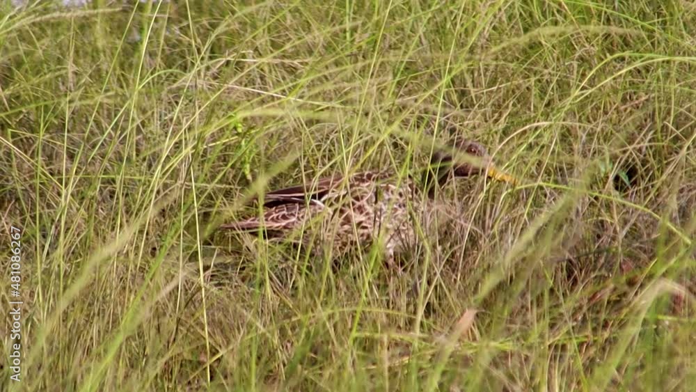 Duck walking through grass 4k 30fps Duck walking through grass 4k 30fps