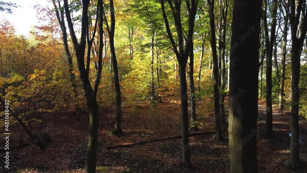 Flying among the trees in autumn while a hiker enjoys the autumn colors, tracking shot with drone. Flying among the trees in autumn while a hiker enjoys the autumn colors, tracking shot with drone.